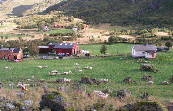 Innhengninga begynner å fylles.