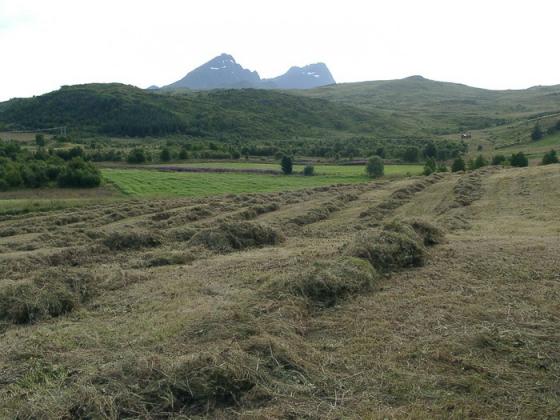 August. På tide å få inn høyet, mens byggen fremdeles er i full vekst.