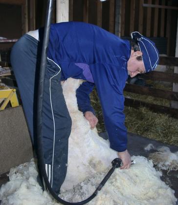 Frisering hører med på vårparten. Her er det Leander Fredriksen fra Myrland som svinger klippemaskinen på Bøstad