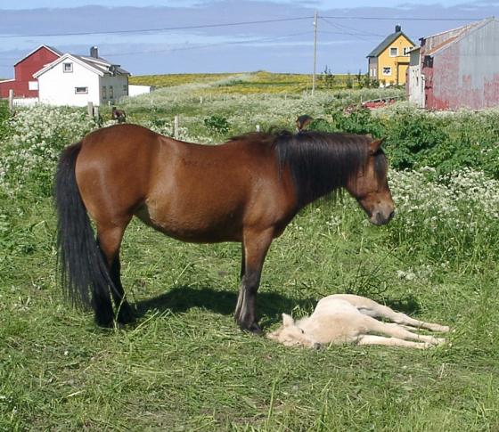 Ikke alle hadde det like travelt da det ble arrangert hestekurs på Unstad i sommer.