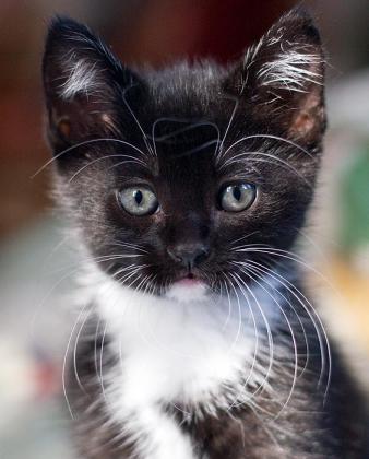 Kattunger