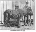 Lofothesten