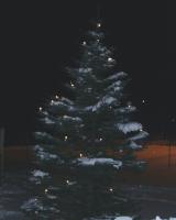 Julegrana ved Bøstad skole.