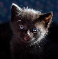 Kattunge