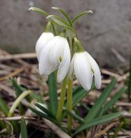 Snøklokker på Bøstad i slutten av mars.