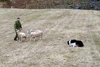 Odd-Ragnar Norheim med full kontroll både med sauer og hund